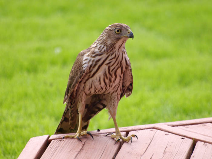 Cooper's Hawk